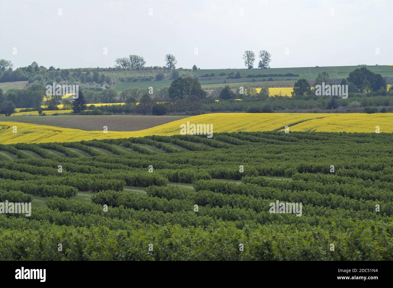 Polska, Poland, Polen, Lower Silesia, Niederschlesien; Blooming Rapeseed and lush green fields and trees - a typical Polish landscape in spring. Stock Photo