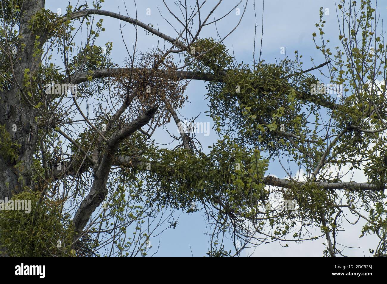Polska, Poland, Polen, Europa, Europe, Lower Silesia, Niederschlesien, Dolny Śląsk; Mistletoe parasitizing on poplar branches. Populus; Viscum Stock Photo