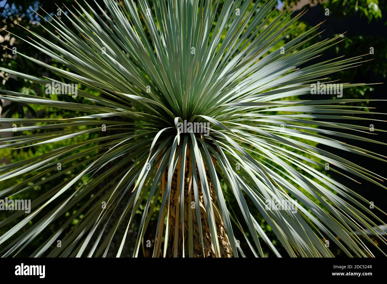 Morocco Marrakesh - Botanical garden Le Jardin Secret with a palm Stock Photo