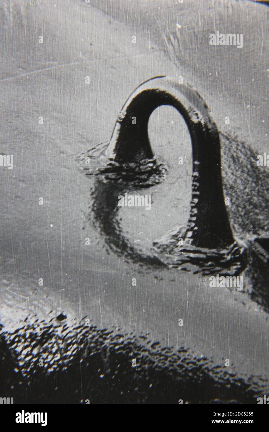 Fine 1970s vintage black and white photography closeup of a formidable ...