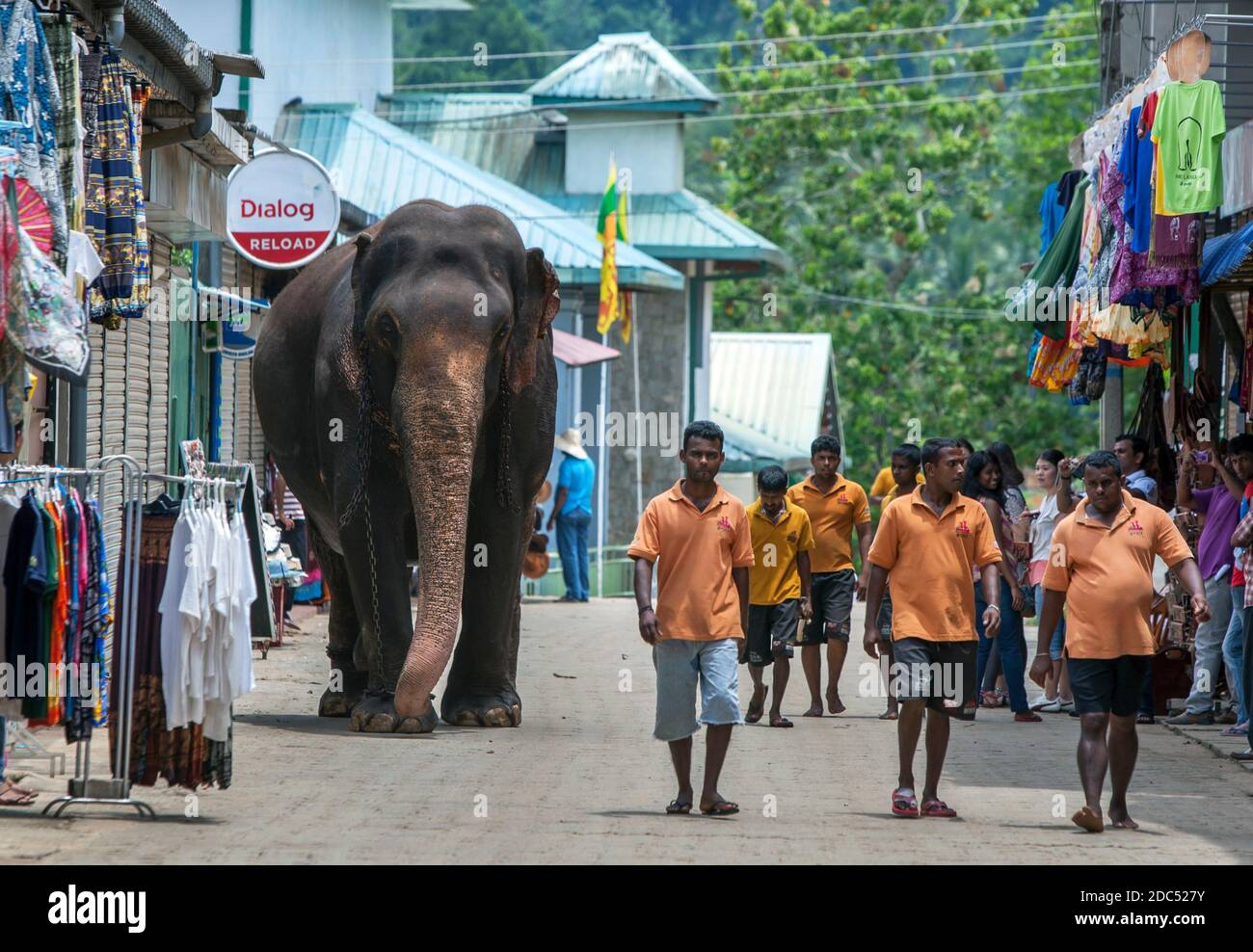 An elephant from the Pinnawala Elephant Orphanage walks with mahouts back from the Maha Oya River to the orphanage after bathing in the river. Stock Photo