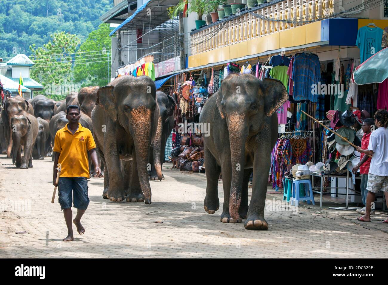 Elephants from the Pinnawala Elephant Orphanage walk with a mahout back from the Maha Oya River to the orphanage after bathing in the river. Stock Photo