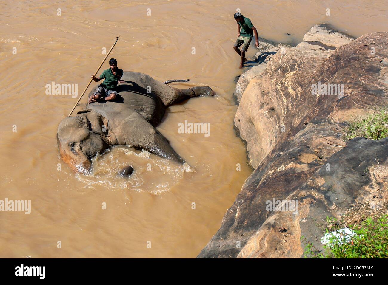 An elephant from the Pinnawala Elephant Orphanage bathes in the Maha Oya River in Sri Lanka. The elephants are taken twice daily to the river to bathe Stock Photo