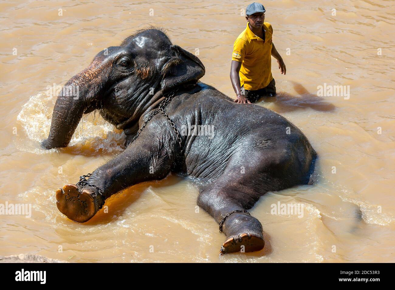 An elephant from the Pinnawala Elephant Orphanage bathes in the Maha Oya River in Sri Lanka. The elephants are taken twice daily to the river to bathe Stock Photo