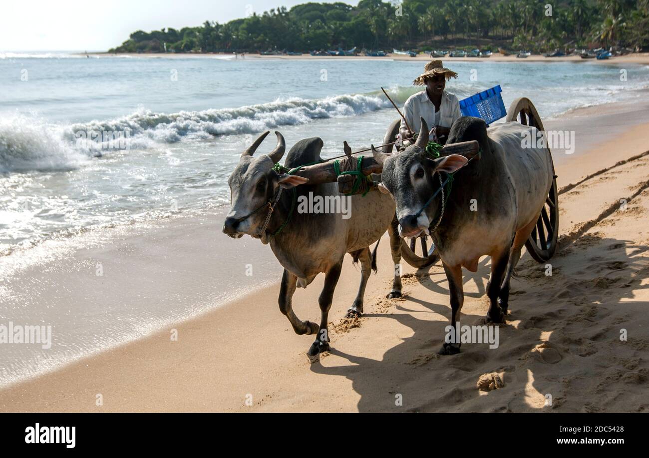 A bullock team move along the beach at Arugam Bay in eastern Sri Lanka