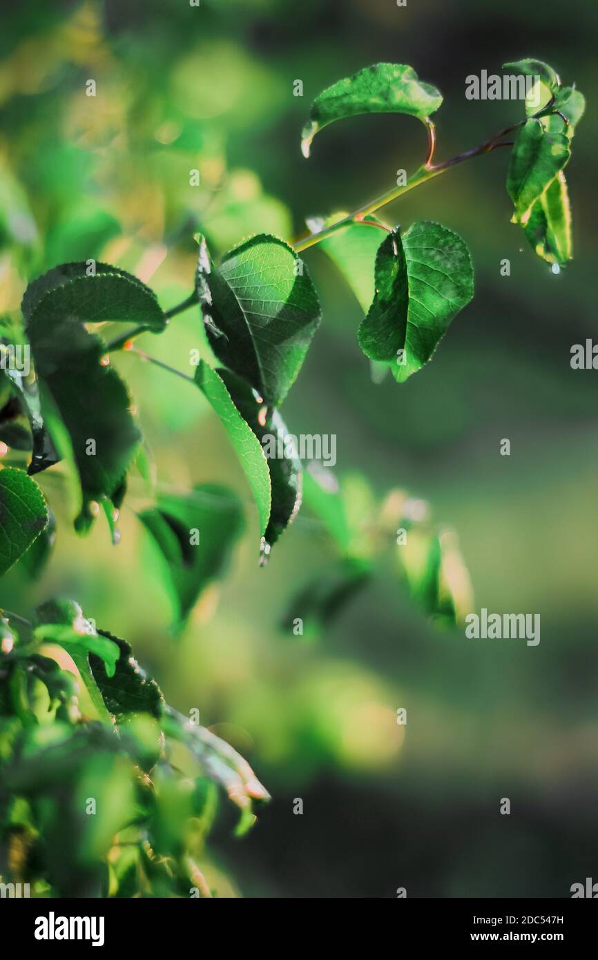 First fresh green summer leaves as a symbol of a new beginning and a new life, thriving with youth, strenght and joy. Greenery background, copy your text Stock Photo