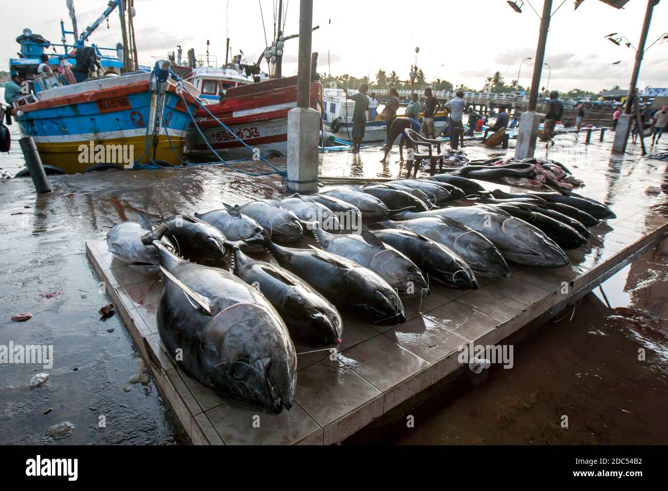 Frozen tuna fish wait to be sold at the Negombo Fish Market in Sri