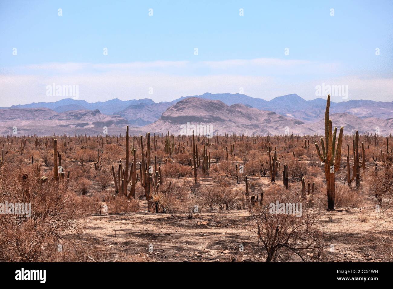 Saguaros after a Desert Fire Near Phoenix Arizona Stock Photo