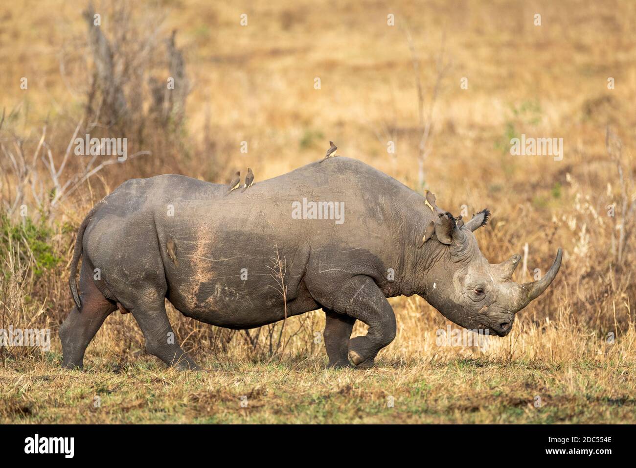 Adult black rhino with a big horn and ox peckers sitting on its back while walking in Masai Mara in Kenya Stock Photo