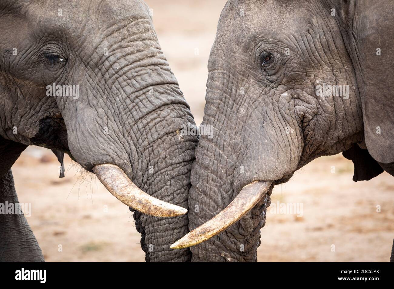 Two adult elephants touching each other with their trunks in Kruger