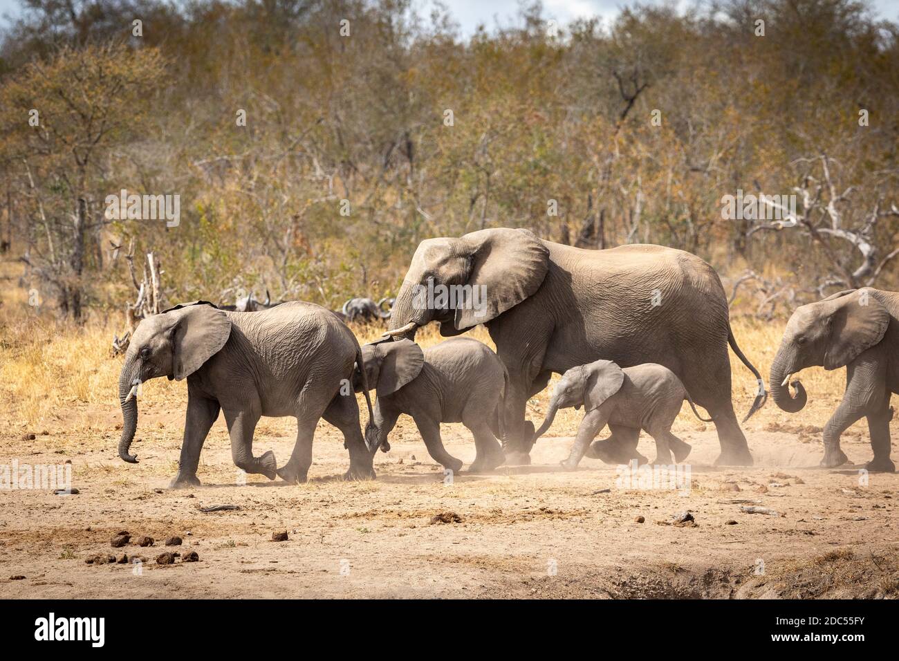 Small elephant family walking together with buffalo in the background in Kruger Park in South Africa Stock Photo