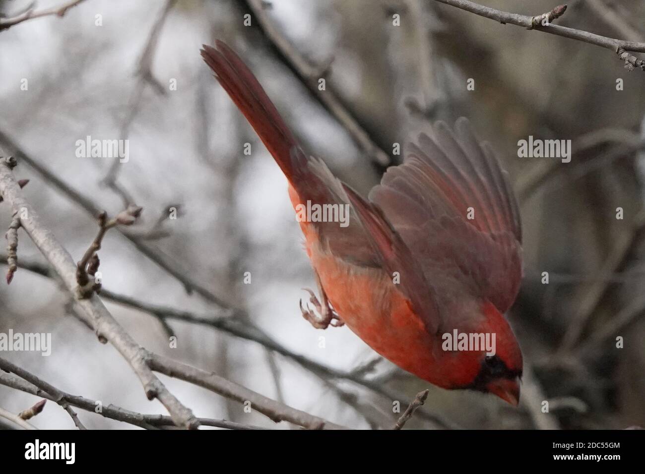 Juvenile northern cardinals hi-res stock photography and images - Alamy