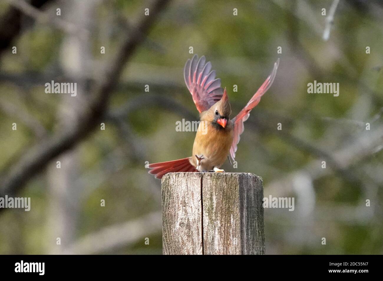 Juvenile Northern Cardinals High Resolution Stock Photography and ...