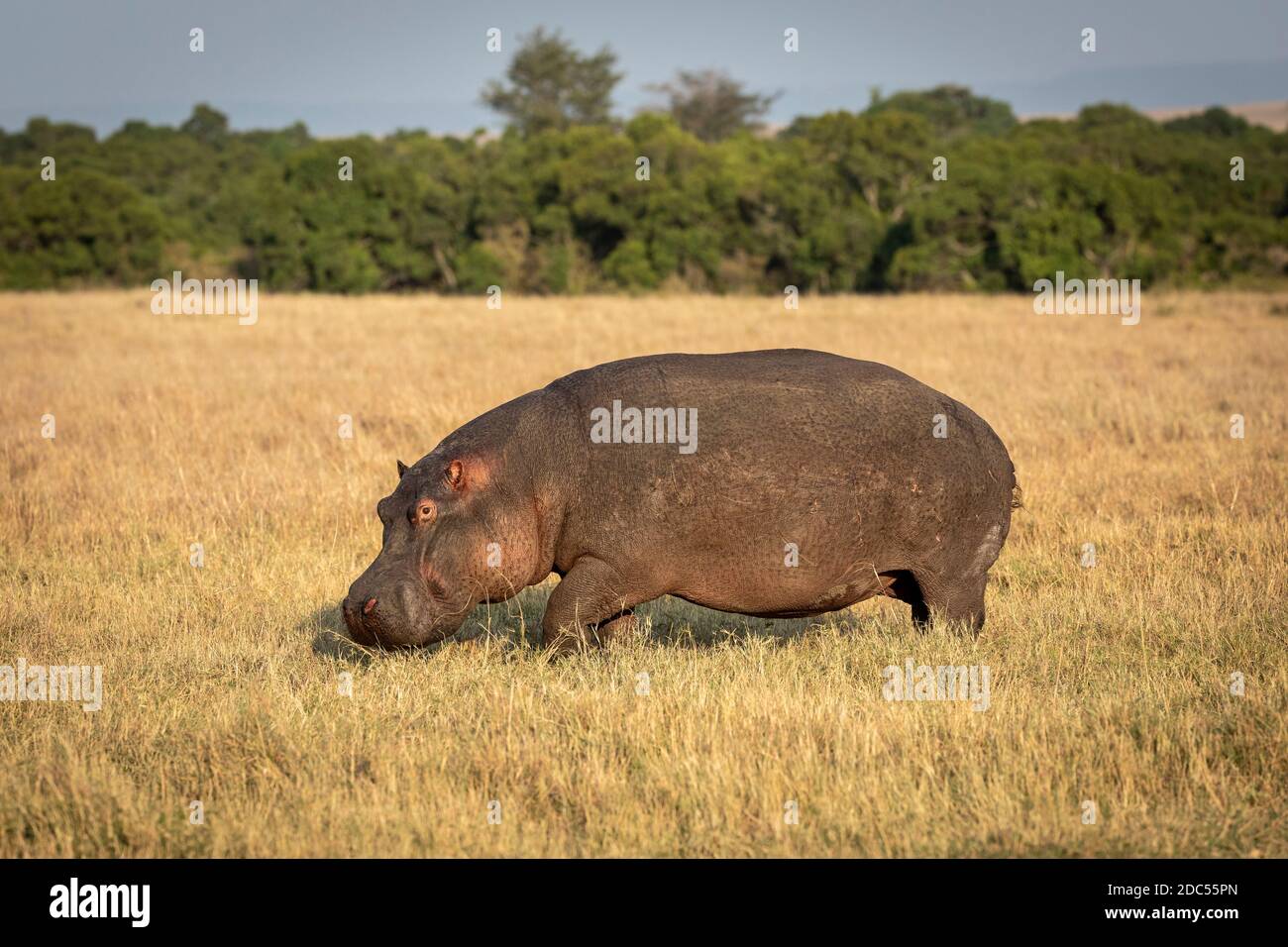 Adult hippo walking in dry short grass in golden morning light in Masai Mara in Kenya Stock Photo