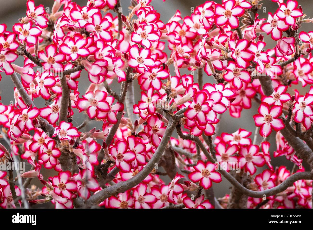 Impala Lily flowers (Adenium multiflorum) in Kruger Park in South Africa Stock Photo