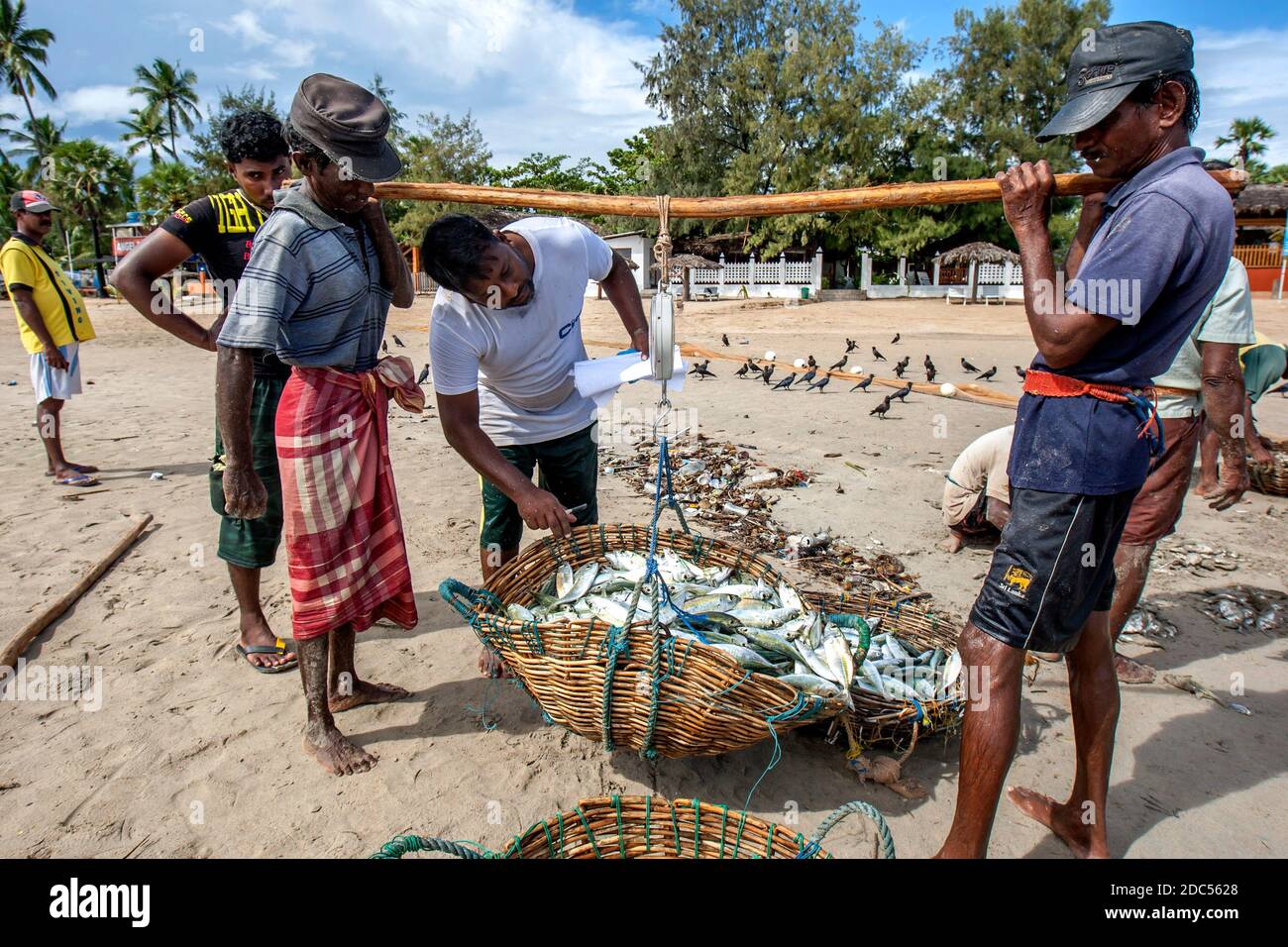 Beach Seine fishermen weigh a basket of fish on Uppuveli beach in Sri