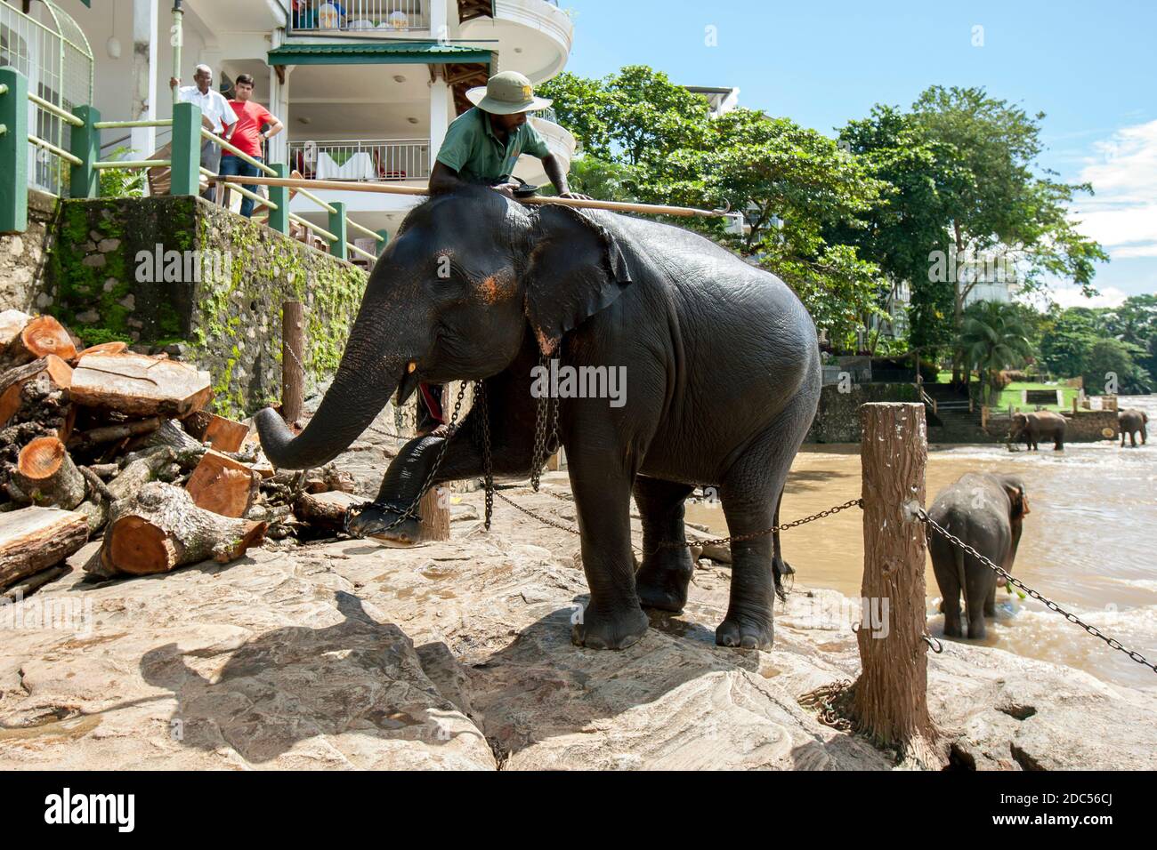 An elephant and mahout from the Pinnawala Elephant Orphanage in central Sri Lanka begin their walk from the Maha Oya River back to the orphanage. Stock Photo