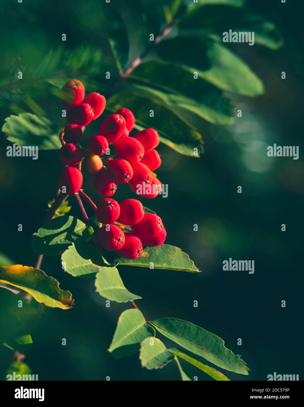 American mountain ash hires stock photography and images Alamy