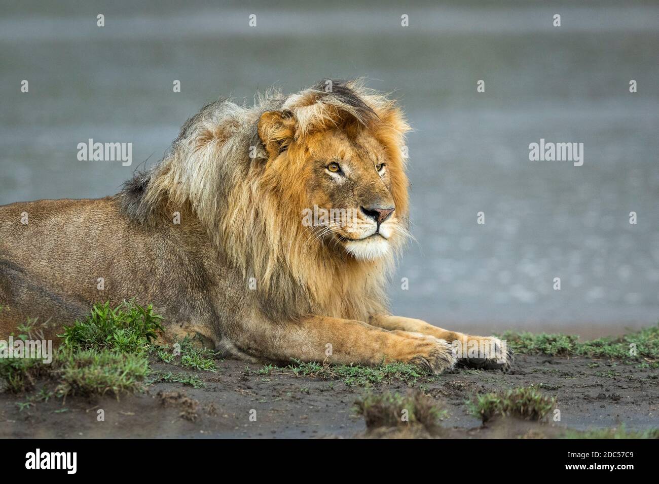 Male lion lying in wet and muddy soil at the edge of river in Ndutu Reserve in Tanzania Stock Photo