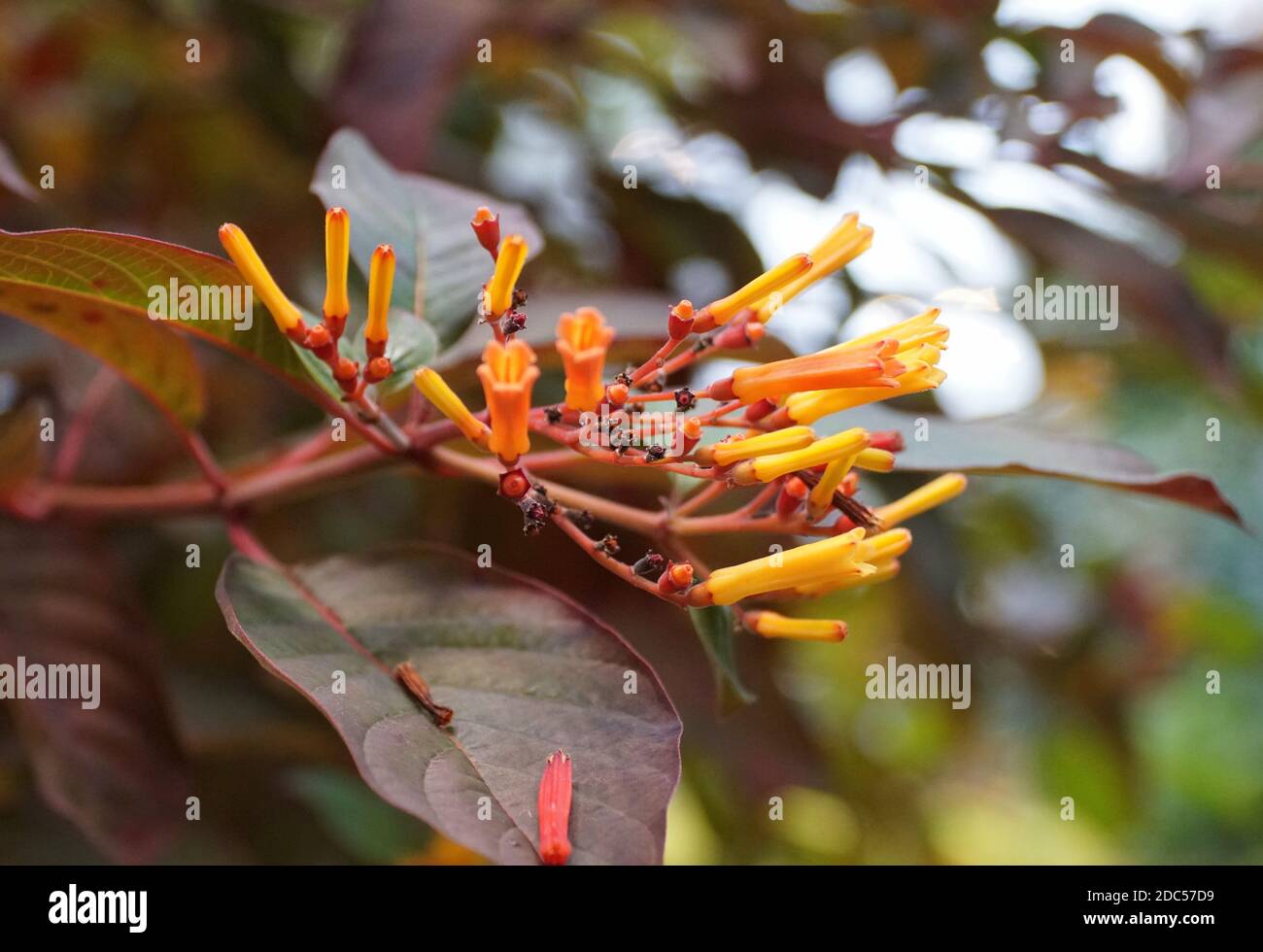 Firebush 'Hamelia Patens' tree with yellow flowers, from tropical Western Hemisphere Stock Photo