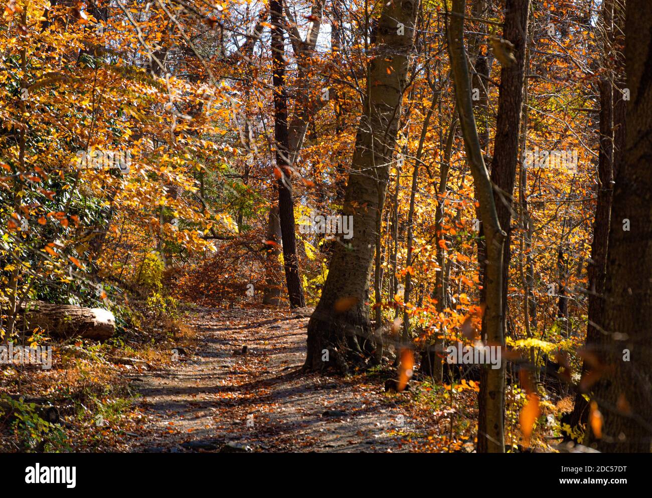 Autumn Trails Stock Photo