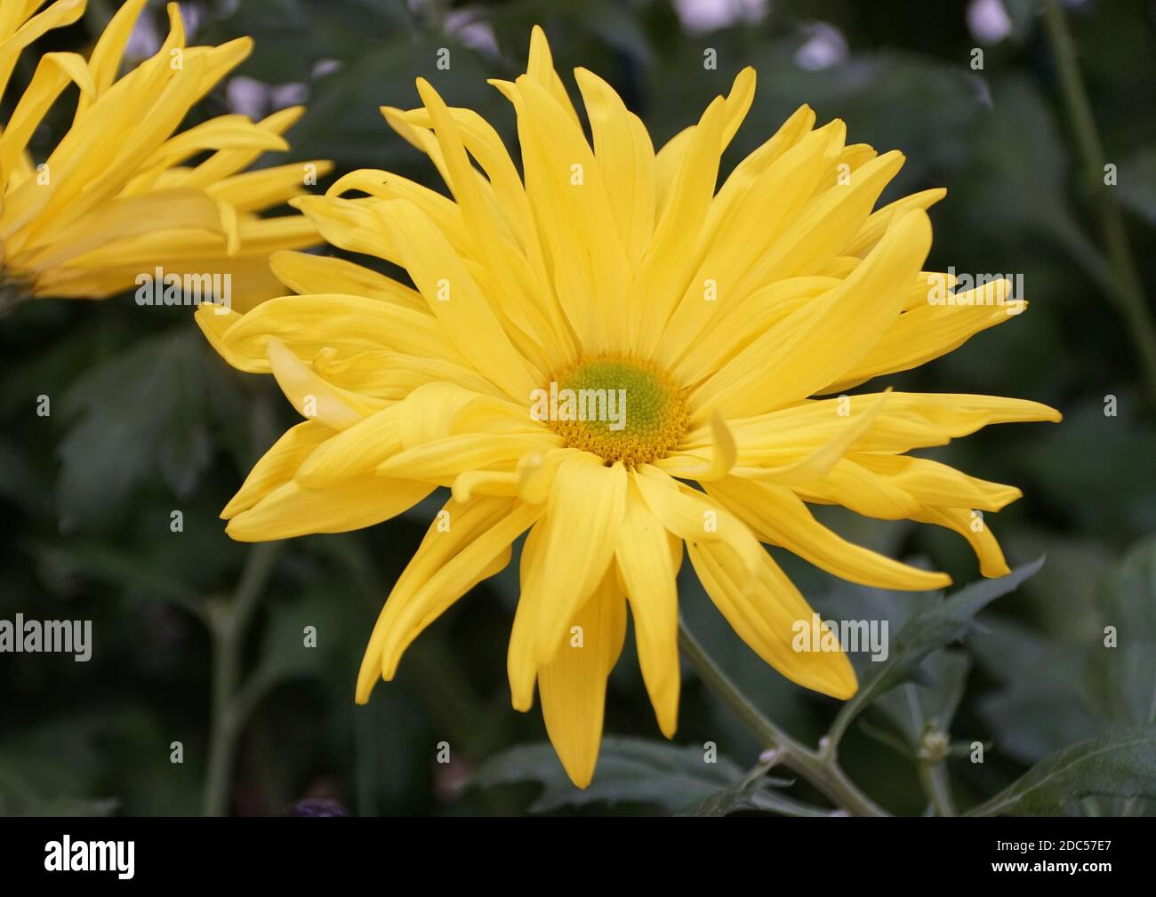 Bright yellow color of Single mum 'Peggy Stevens' Stock Photo