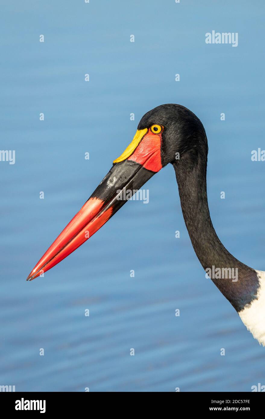 Saddle billed stork's close up on head with blue water in the background in Kruger National Park in South Africa Stock Photo