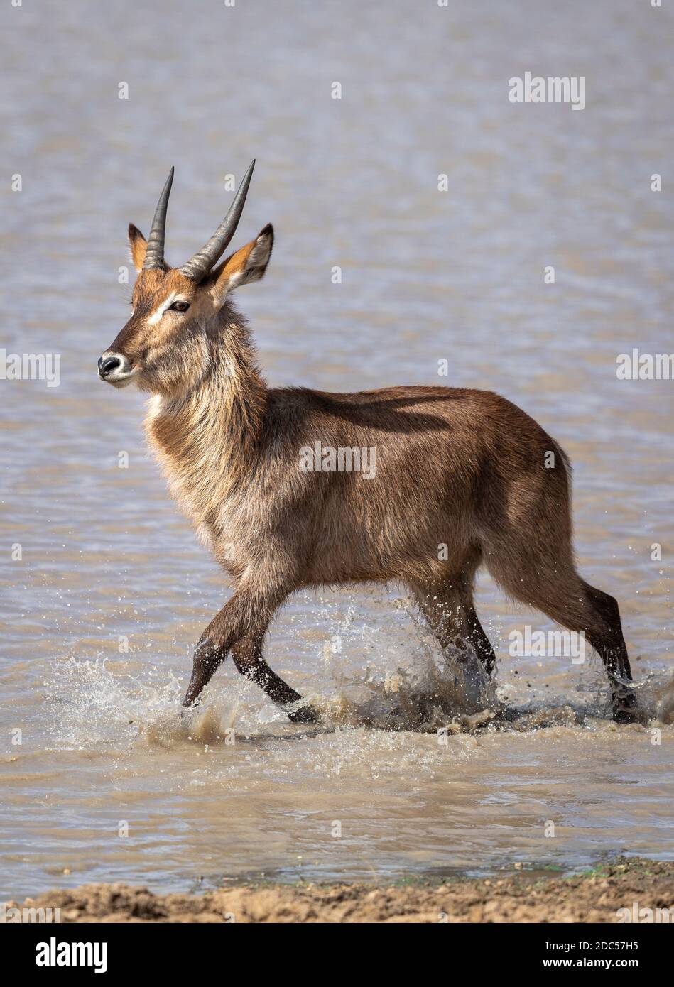 Adult waterbuck walking through water in Kruger Park in South Africa Stock Photo