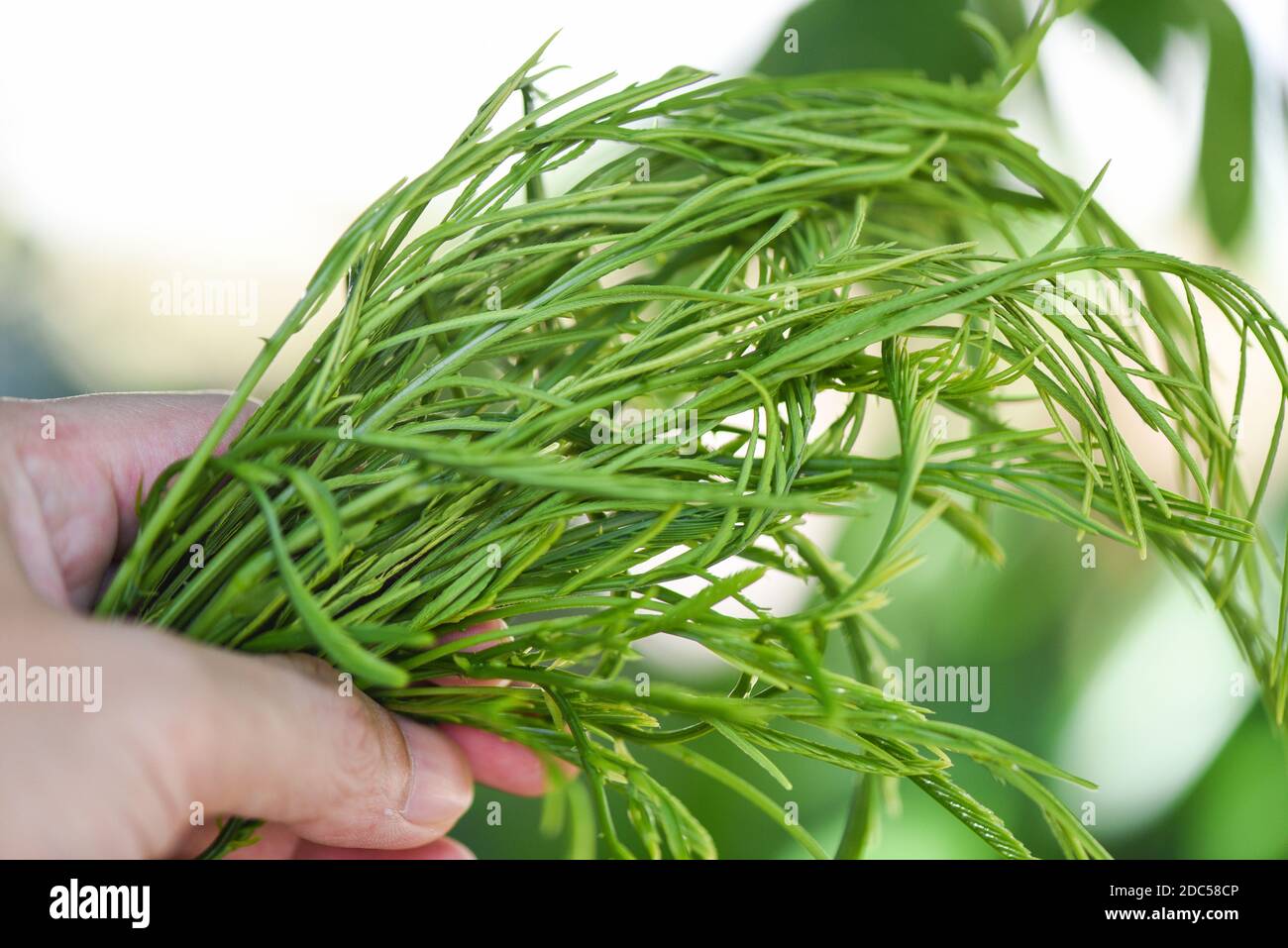 Acacia pennata , Climbing Wattl / Senegalia pennata on nature vegetable  kitchen Thai herbal leaves and food Stock Photo - Alamy