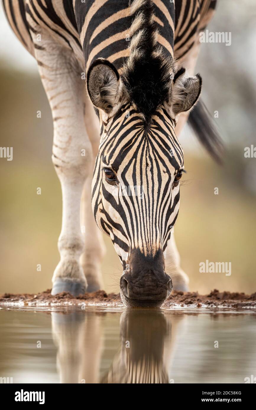 Vertical portrait of an adult zebra standing at the edge of river drinking water in Kruger Park in South Africa Stock Photo