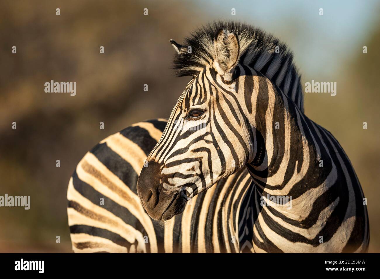 Beautiful close up on a zebra's face in Kruger Park in South Africa Stock Photo