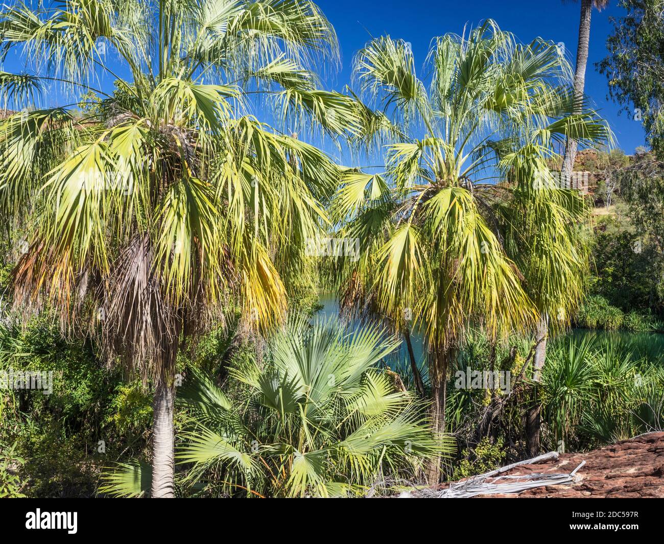 Cabbage palms (Livistona rigida) at Indarri Falls, Lawn Hill Gorge,  Boodjamulla National Park Stock Photo