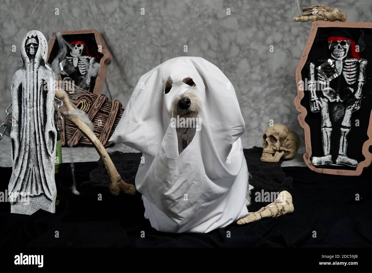 A dog is dressed as a ghost for a portrait for Halloween. Stock Photo