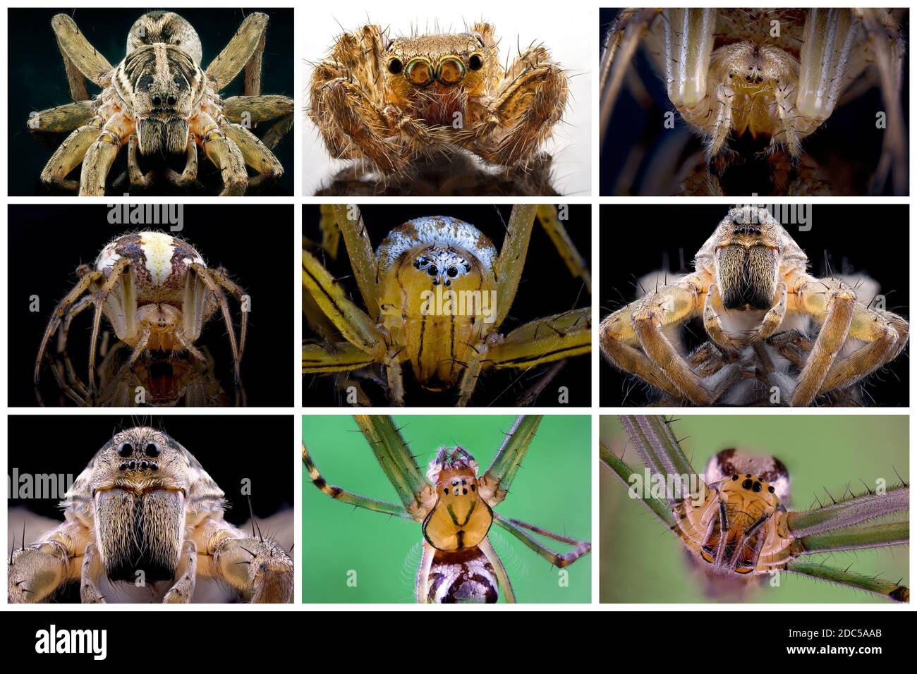Collage of macro images of different spiders that can be found in the garden in Australia Stock Photo