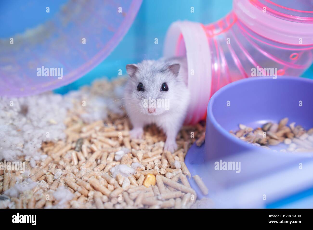 Hamster in sawdust and cotton Stock Photo - Alamy