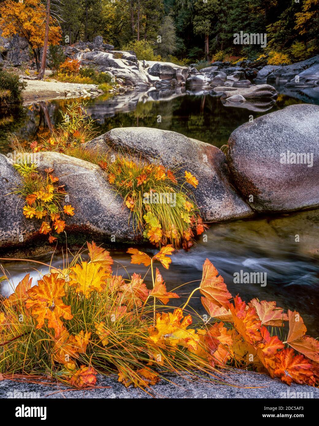 Indian Rhubarb, Merced River, Yosemite National Park, California Stock Photo