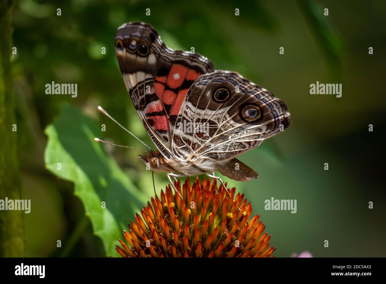 Profile view of an American Lady butterfly (Vanessa virginiensis