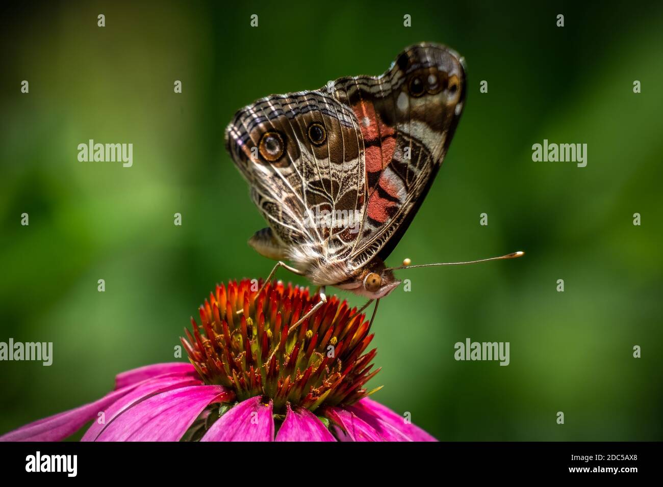 An American Lady butterfly (Vanessa virginiensis) visits a coneflower. Raleigh, North Carolina. Stock Photo