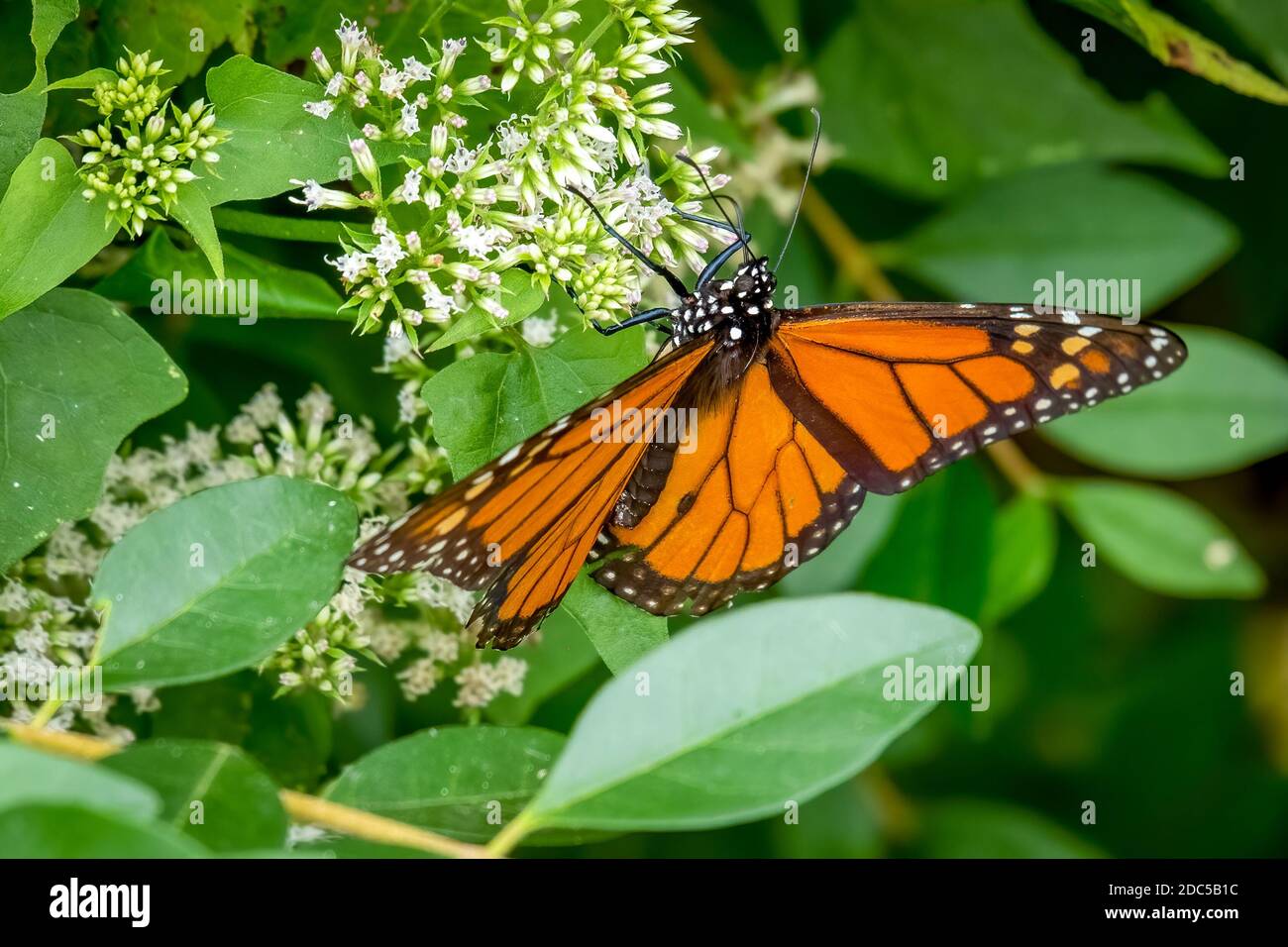 A Male Monarch (Danaus plexippus) takes in nectar from tiny white blooms of a Climbing Hempvine (Mikania scandens). Stock Photo