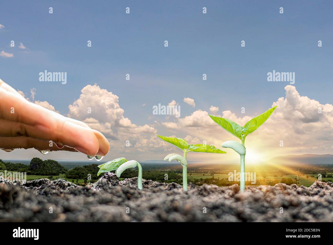 Planting plants on the soil and watering the plants including displaying the stage of plant growth, farming ideas. Stock Photo