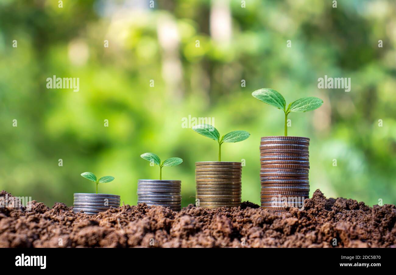 Money saving and economic growth concept, plant on pile of money coins including blurred green background. Stock Photo