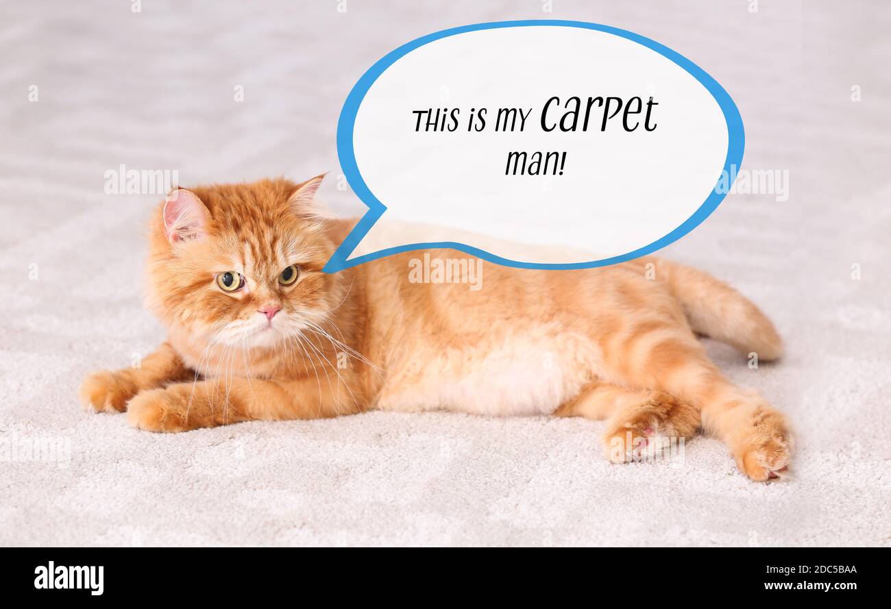 Pedigree Persian Hi Res Stock Photography And Images Page Alamy