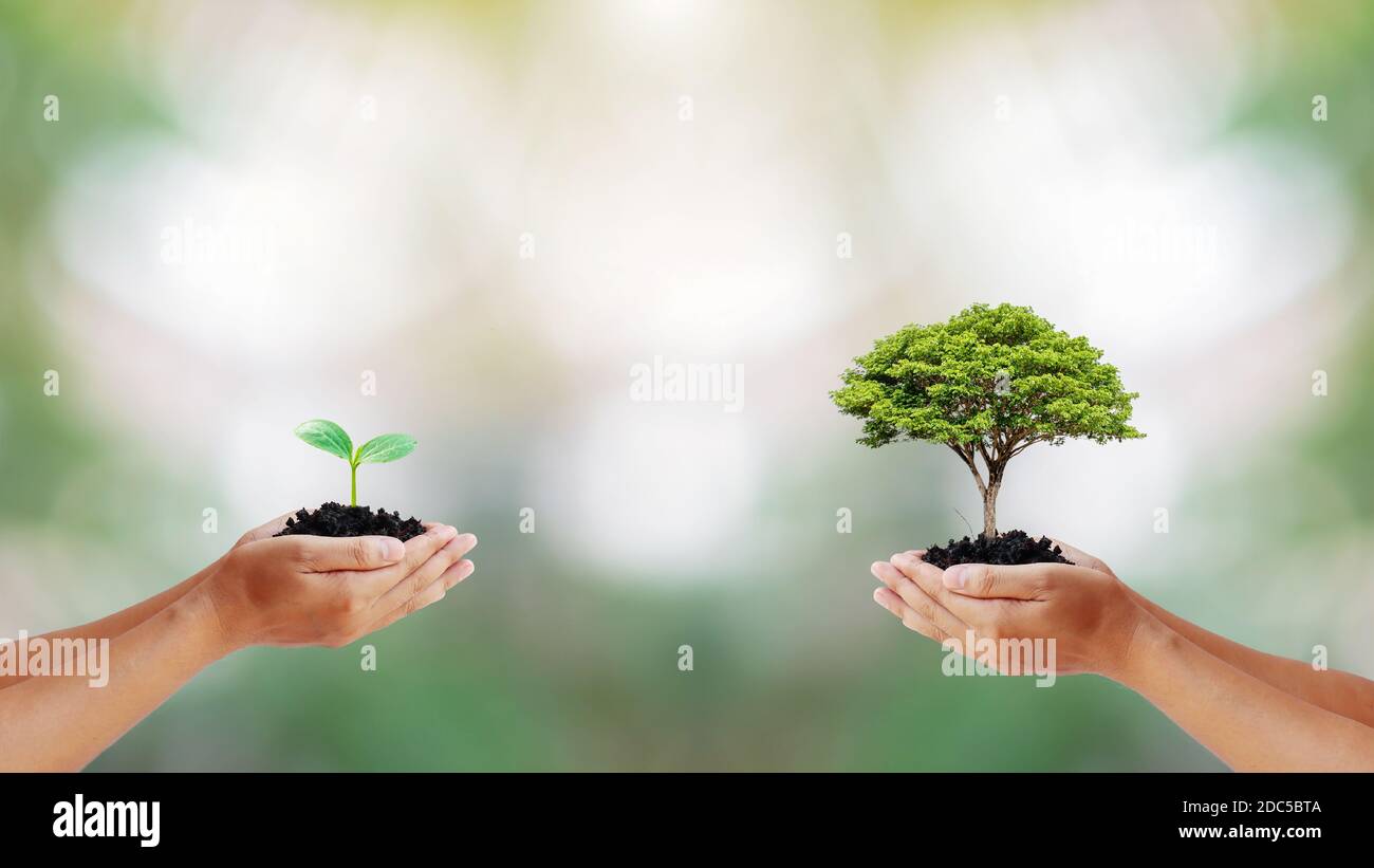 Two human hands holding small and big trees on blurred green background according to world environment day and environmental conservation concept. Stock Photo