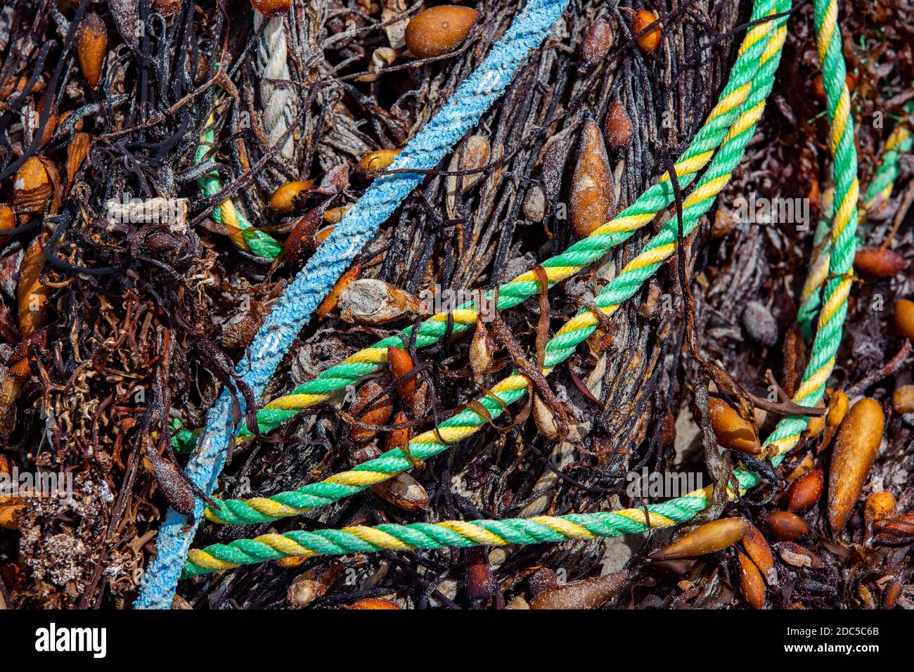 An abstract photo of rope and seaweed washed on the beach Stock Photo ...