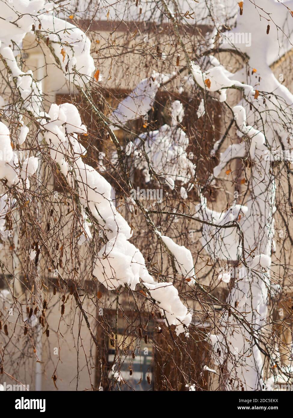 Winter tree branches covered with snow Stock Photo - Alamy