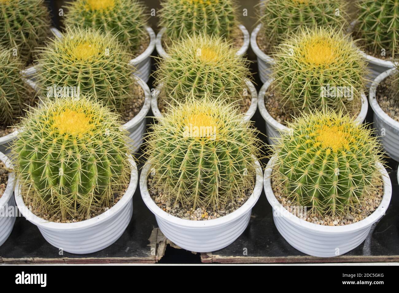 Various cactus plants, Suitable to decorate the home office Stock Photo -  Alamy
