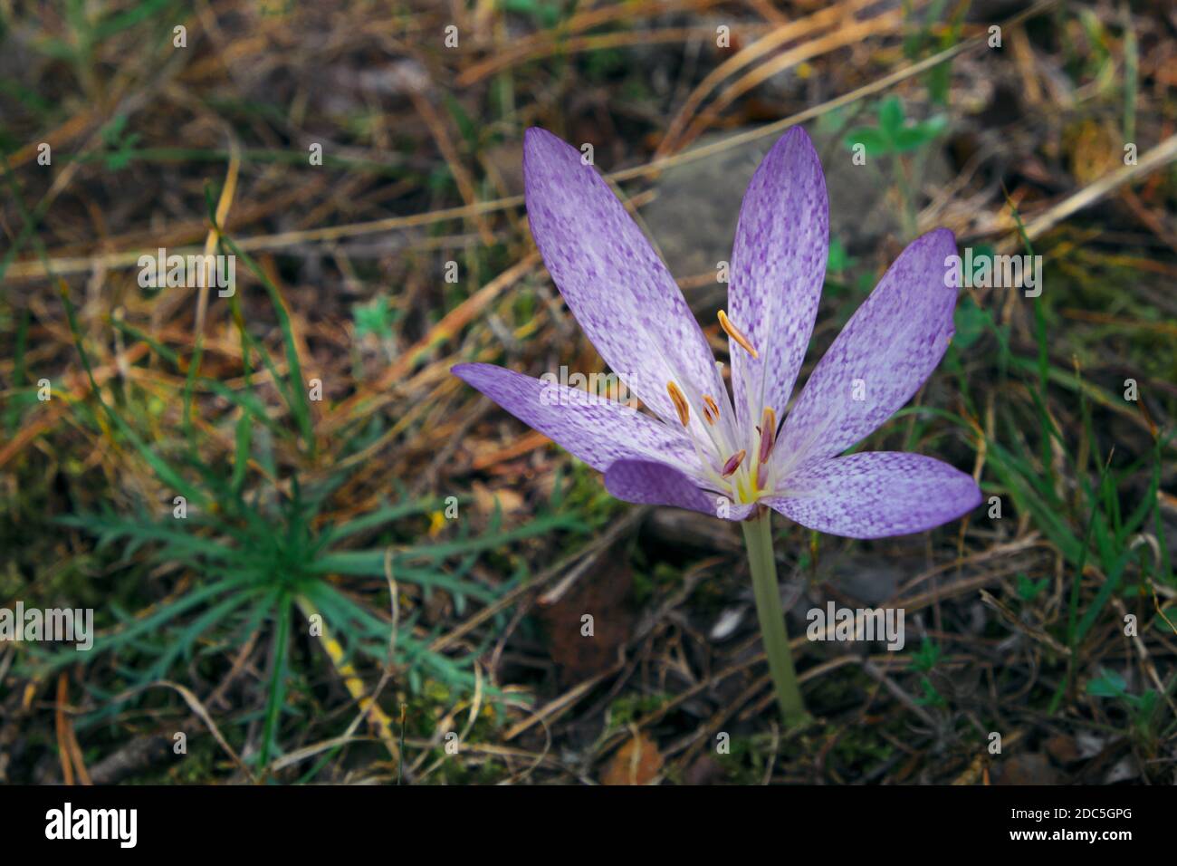 wild flower of Romulea in Nebrodi Park a landmark of Sicily nature and outdoor tourism Stock Photo