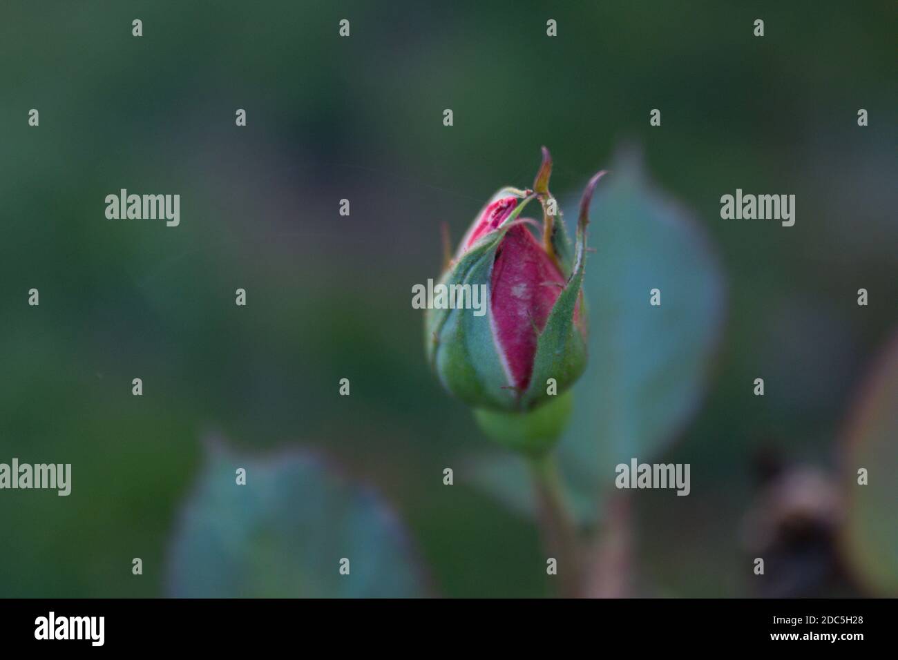Unopened rose hires stock photography and images Alamy