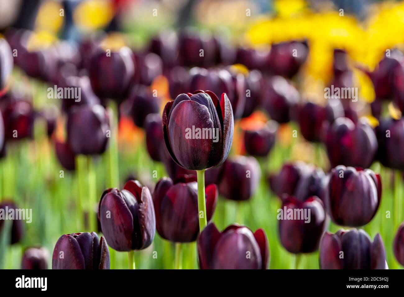 Deep purple flowers of Tulipa 'Queen of Night' Tulips Stock Photo