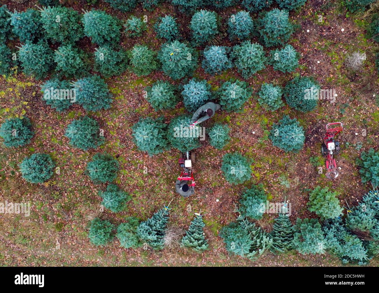 Trees newsandroyalty20thnovember2020 hires stock photography and